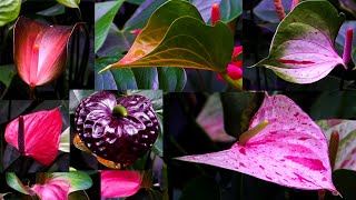 ඇන්තුරියම් මල් වර්ග  Anthurium varieties [upl. by Chlores]