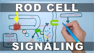 Rod Cell Signaling [upl. by Ttenneb]