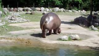 HARDEST Hippo Fart Ever [upl. by Ataeb]