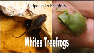 Tadpoles to Froglets Whites Treefrogs [upl. by Legnaesoj]