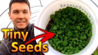 How to Grow PETUNIAS from SEEDS Part 1 Collecting and Germinating Petunia Seeds [upl. by Brightman]