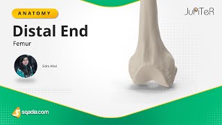 Femur Distal End Bone Anatomy of Lower Limb Skeletal System Medical Student Lecture [upl. by Earlie]