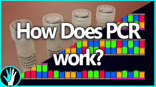 Everything You Could Want To Know About PCR [upl. by Borreri797]