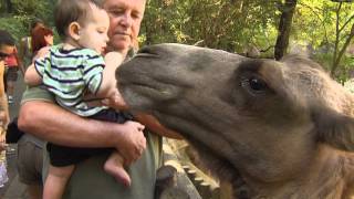 Bactrian Camel Encounter  Cincinnati Zoo [upl. by Aniahs]