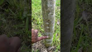 Agarwood Aquilaria malaccensis cultivation in Bangladesh [upl. by Lemart]