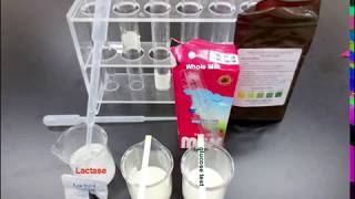 Identifying Milk with Lactase and Glucose Strips [upl. by Eimile60]