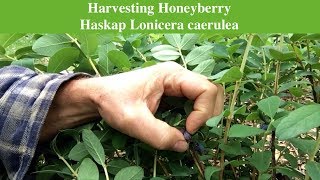 Harvesting Honeyberry Haskap Lonicera caerulea [upl. by Rozanne]