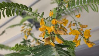 Khmer USA Harvesting Sesbania Grandiflora Hummingbird Flowers  How I Overwintered My Tropical Trees [upl. by Naivaf]