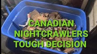 Raising Canadian Nightcrawlers  What To Do With My Canadian Nightcrawlers [upl. by Ameluz]