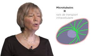 MOOC côté cours  Les microtubules [upl. by Nodnart350]