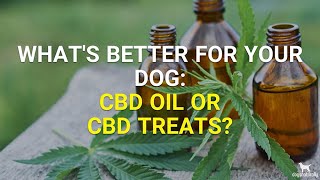 CBD Dog Treats  CBD For Dogs [upl. by Nedaj]