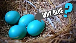 2 Reasons Why Robin Eggs Are Blue American Robin [upl. by Airtened88]