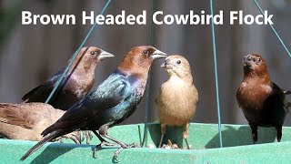 Brown Headed Cowbird Flock  Mini Documentary [upl. by Treborsemaj827]