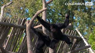 Why do Gibbons Sing — Columbus Zoo Qs [upl. by Dnomse]