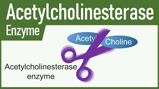 Acetylcholinesterase Enzyme [upl. by Urbani379]