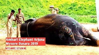 Ambari elephant Arjuna at Mysore Dasara 2019 [upl. by Jerrilee853]