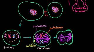 Mitosis  División celular  Biología  Khan Academy en Español [upl. by Erdnua]