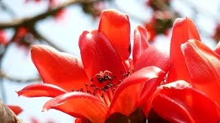 Shimul Flower  Bombax Ceiba Flowering Tree [upl. by Jasun]