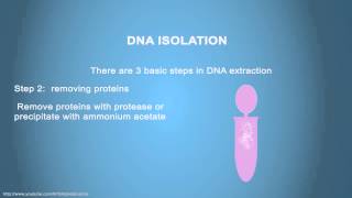 DNA ISOLATION  Simple Animated Tutorial [upl. by Gosser358]