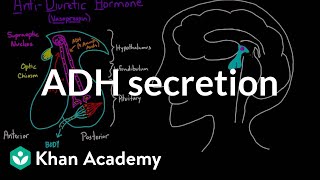 ADH secretion  Renal system physiology  NCLEXRN  Khan Academy [upl. by Alimaj]