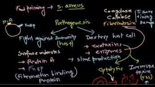 Staphylococcus pathogenesis [upl. by Anehsat]