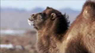 The Bactrian Camel [upl. by Zetana]