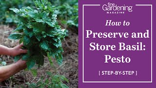 How to Preserve and Store Basil Pesto [upl. by Nakah]