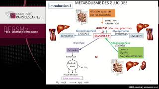 Métabolisme des glucides glycolyse Université Paris Descartes [upl. by Eniamej]