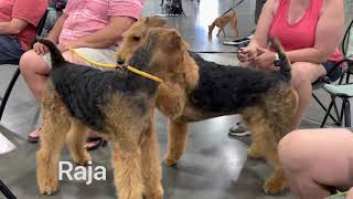 Airedale Terrier Sparring in Real Life [upl. by Ellehsor]