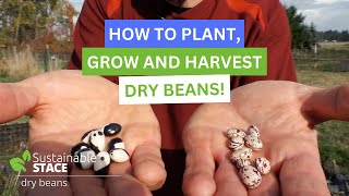 How To Plant Grow and Harvest Dry Beans [upl. by Kerman215]