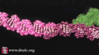 Mechanism of Recombination [upl. by Noswal]