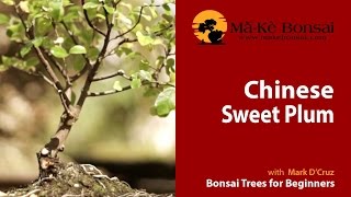 63 How to do Sageretia theezans Chinese Sweet Plum Bonsai [upl. by Nwahsyt263]