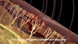 Etapes de la douleur nociceptive [upl. by Negaem576]