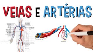 Principais Veias e Artérias Do Corpo Humano  Sistema Cardiovascular  Circulatório [upl. by Pax]