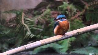 Vroege Vogels  Fanatieke ijsvogel in actie [upl. by Elocn]