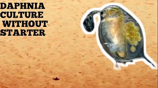 HOW TO CULTURE DAPHNIA NATURALLY WITHOUT A STARTER [upl. by Chaunce959]