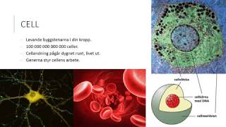 Cell vävnad organ och organsystem [upl. by Shaum]