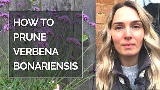 HOW TO PRUNE VERBENA BONARIENSIS I Pruning Verbena bonariensis [upl. by Peoples12]