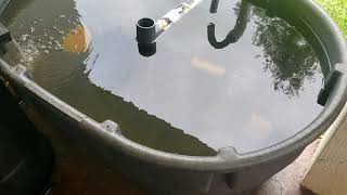 How I Started Raising Tilapia and Catfish  Small Scale Aquaculture [upl. by Eilasor221]