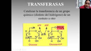 Clasificación de las enzimas [upl. by Dualc]