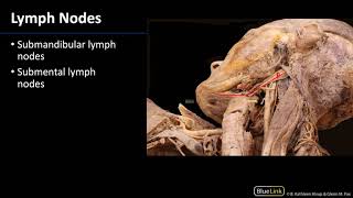 Parotid Gland and Submandibular Triangle  Lymph Nodes [upl. by Zavala]