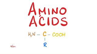 Amino Acids Part 2  Classification  Biochemistry MCAT [upl. by Elleivad]