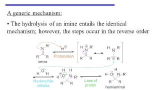 Imine Formation and Hydrolysis [upl. by Stickney]