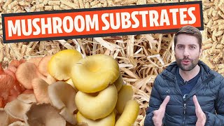 Understanding Mushroom Substrates What Do Mushrooms Grow On [upl. by Eetnuahs]