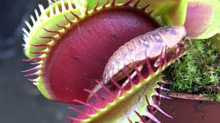 Best Venus Flytrap Trapping Compilation 2018 [upl. by Natalia975]