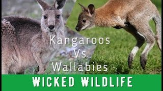 Kangaroos Vs Wallabies  Whats The Difference [upl. by Enialb721]