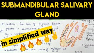 Submandibular salivary gland Anatomy  1 [upl. by Liebowitz]