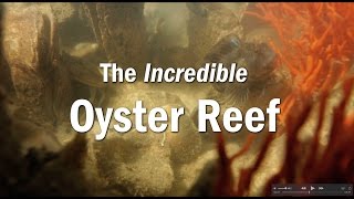 The Incredible Oyster Reef [upl. by Nebuer]