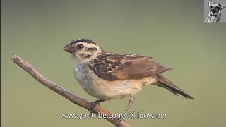 Closeup Female PINTAILED WHYDAH [upl. by Nnyliram943]