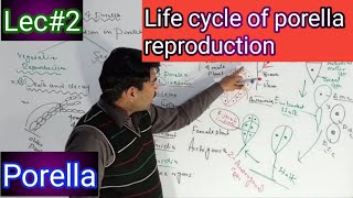 life cycle  reproduction in porella [upl. by Hada]